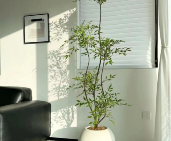 客廳放什么植物風(fēng)水好又好養(yǎng)？8款客廳盆栽綠植推薦